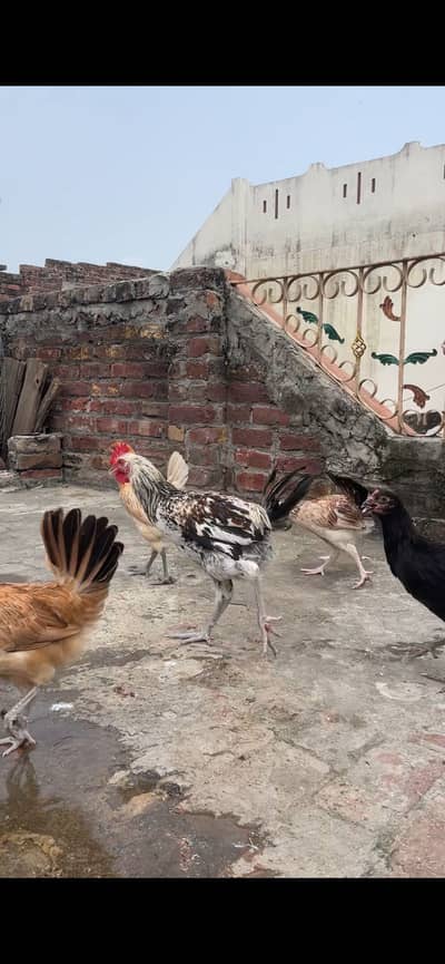 Golden misri males breeder maleGhr k paly huay total 3 cargo available