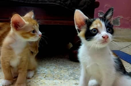 2 Semi Persian Kittens
