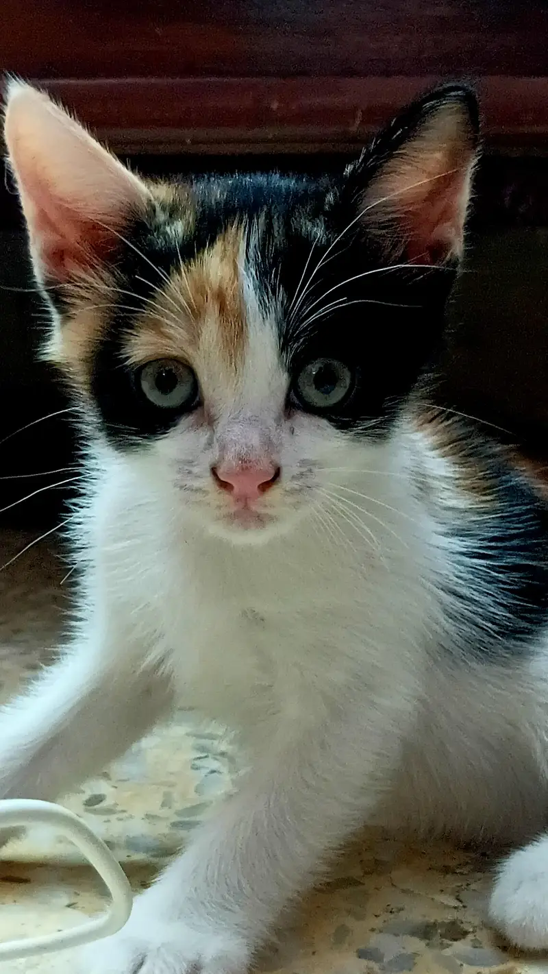 2 Semi Persian Kittens — photo 2
