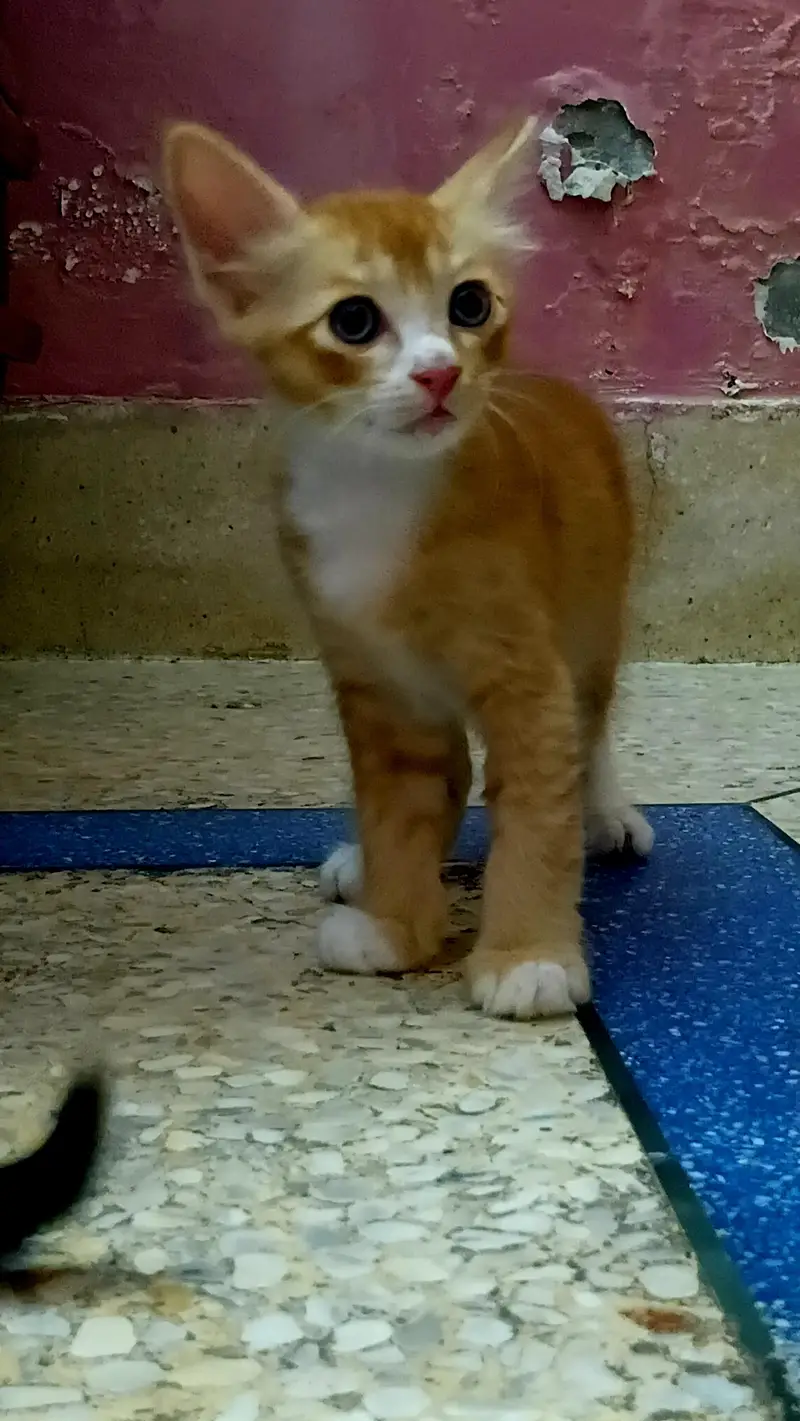 2 Semi Persian Kittens — photo 3