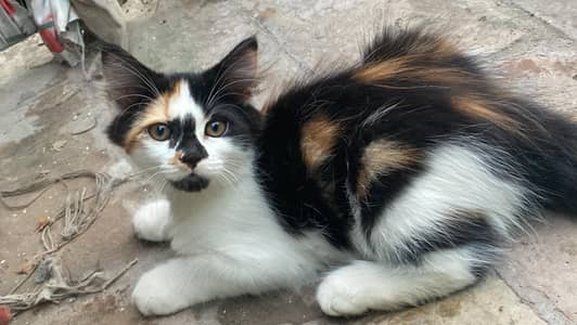 Persian punch face