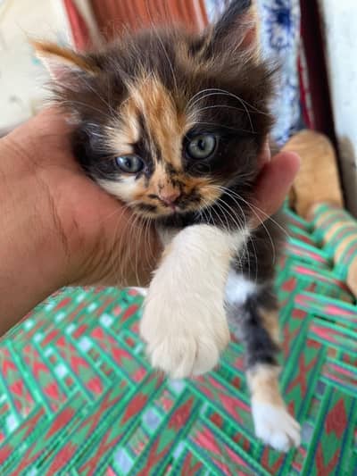 Persian punch face