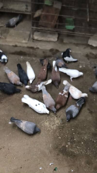 Gola pigeons