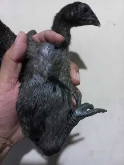 Dragon chicks 03454196103