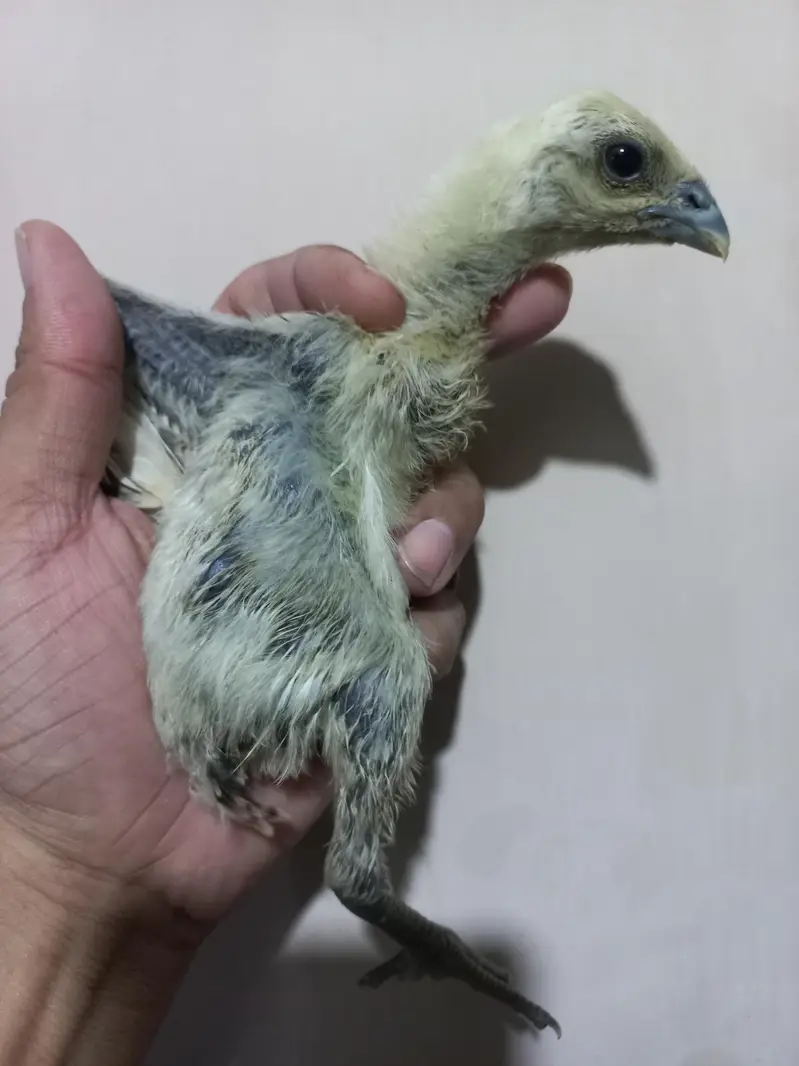 Dragon chicks 03454196103 — photo 3