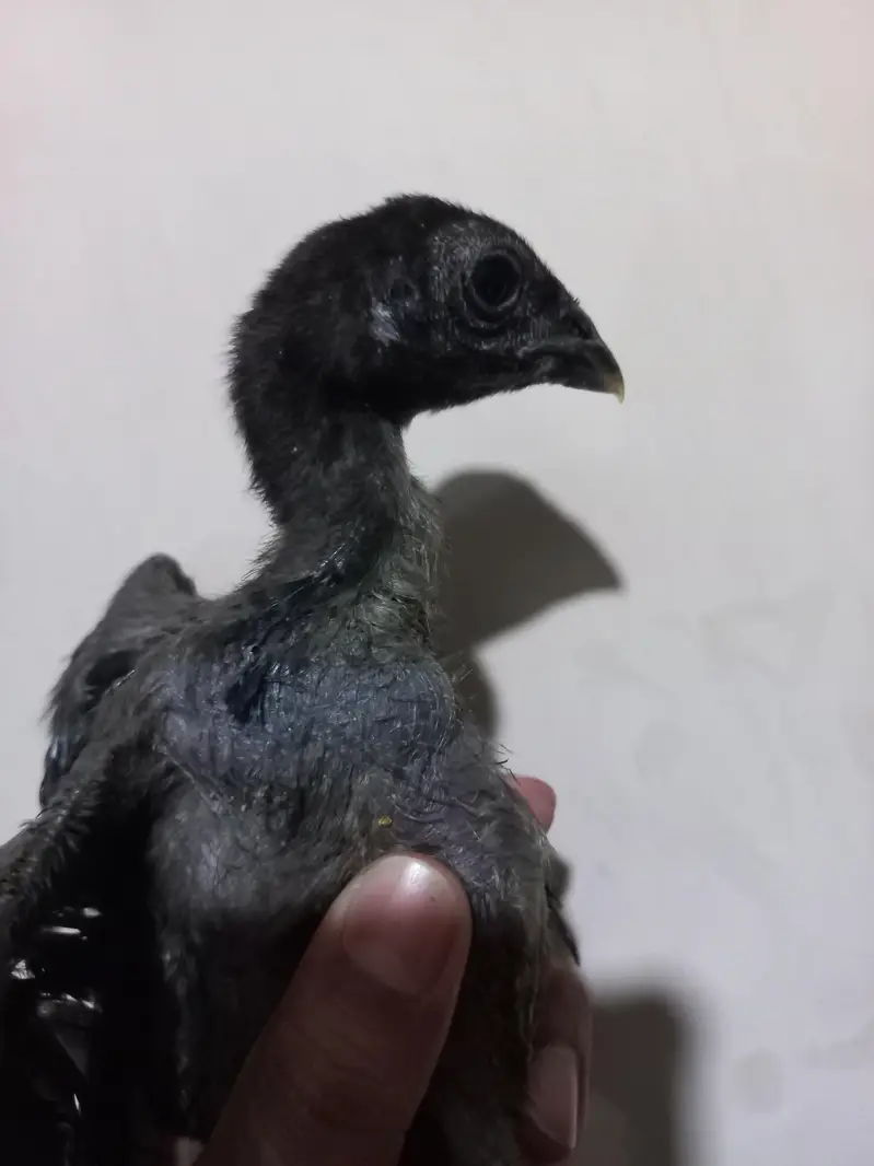 Dragon chicks 03454196103 — photo 4