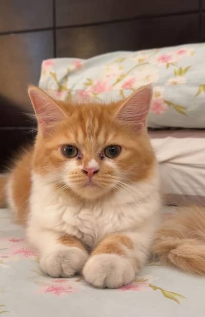 persian kitten for adoption
