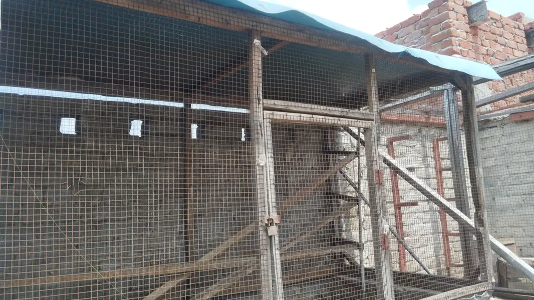 3 cages for available — photo 2