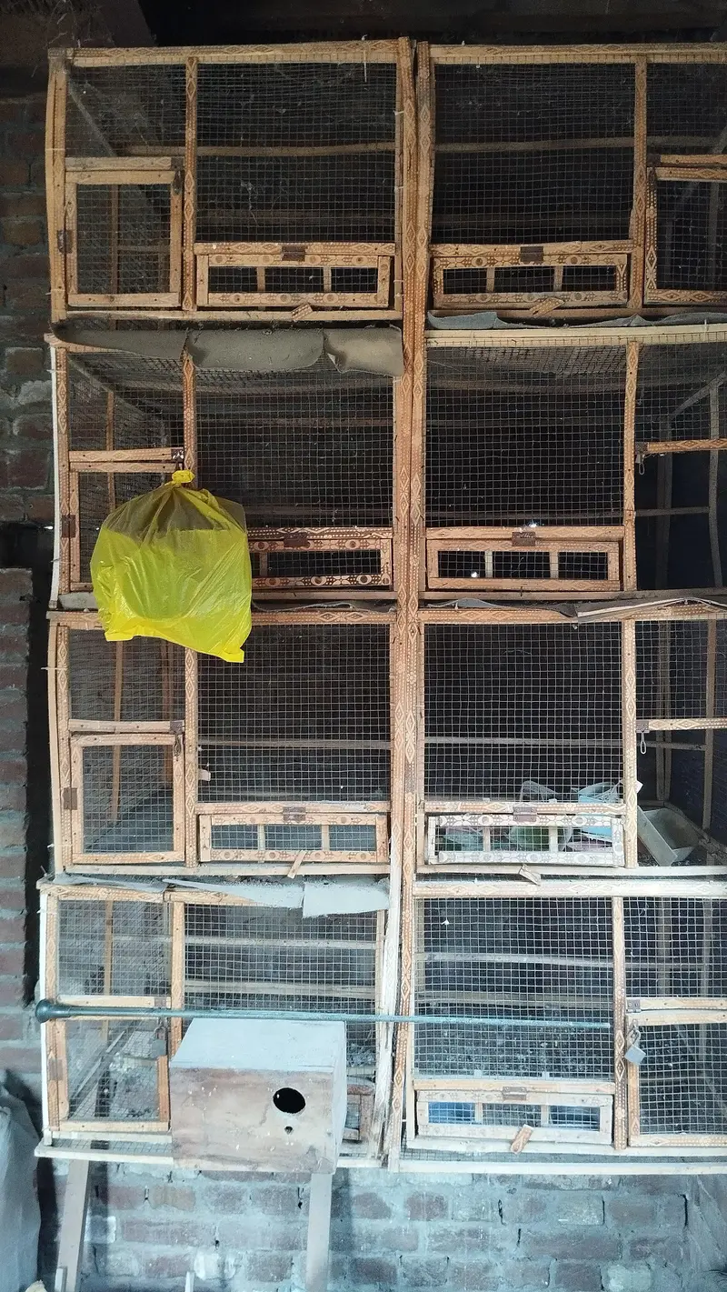 3 cages for available — photo 4