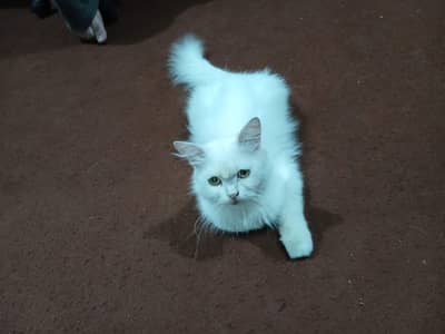 single coat persian cat for sale