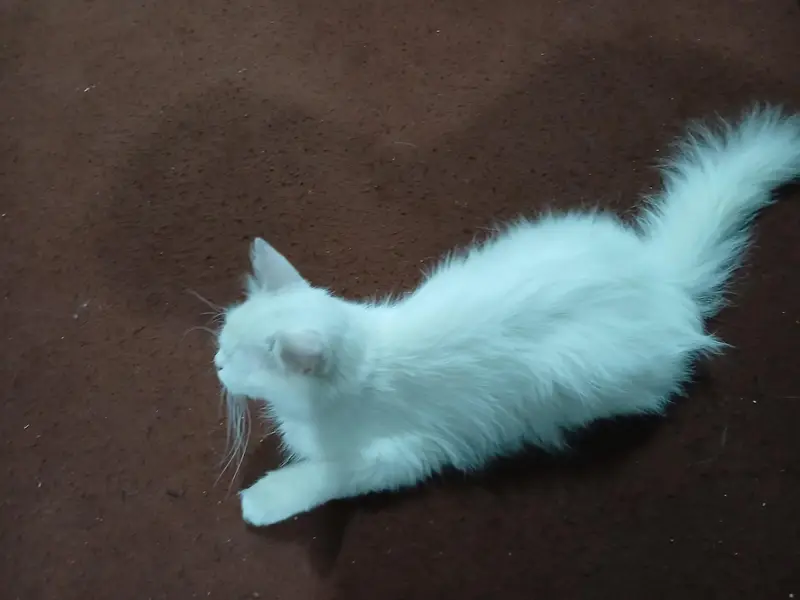 single coat persian cat for sale — photo 2