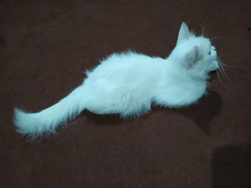 single coat persian cat for sale — photo 3