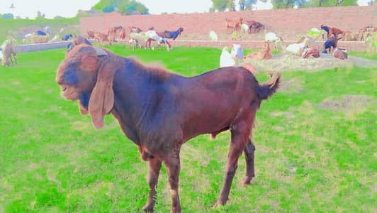 beetal orignal healthy male goat