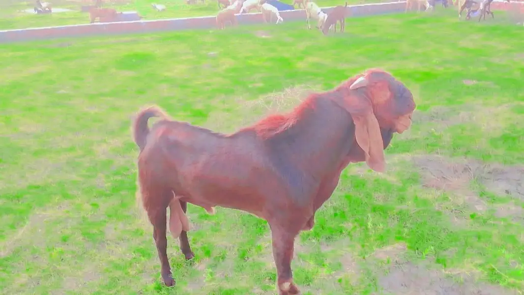 beetal orignal healthy male goat — photo 2