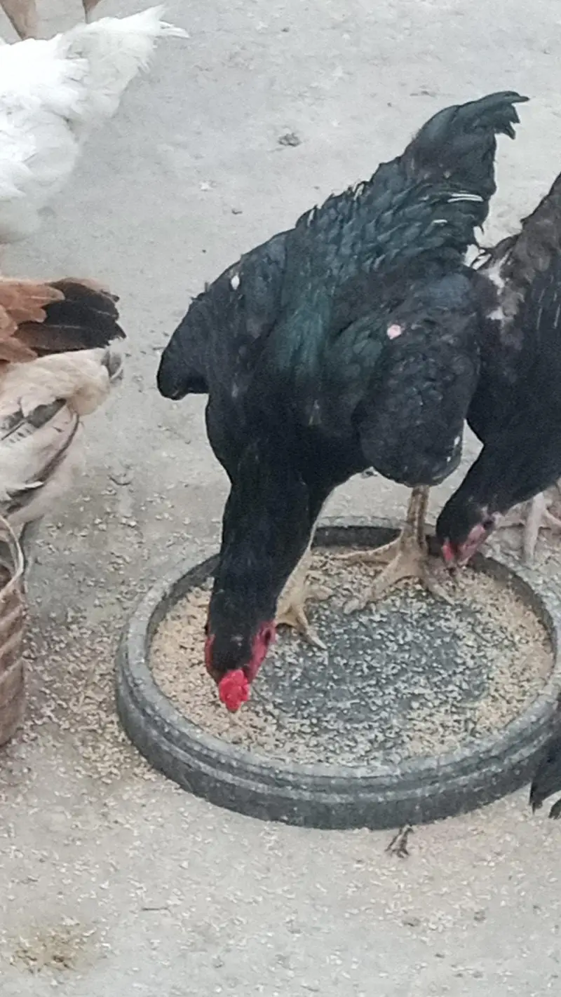 گھر کی پالی ہوئی ہیں — photo 2