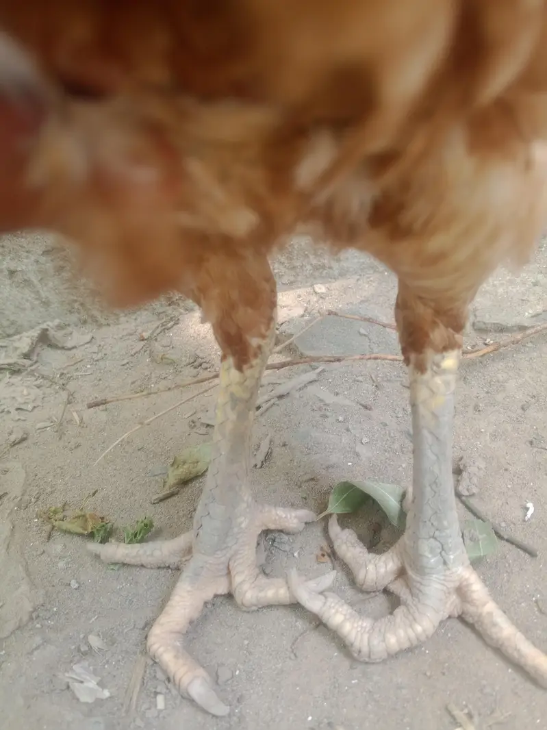 pure Aseel highted madi — photo 3