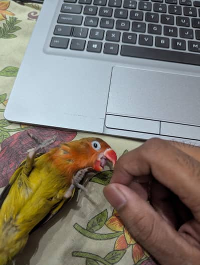 tame baby