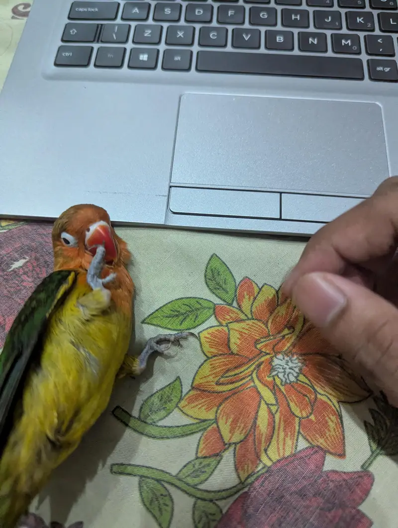 tame baby — photo 2
