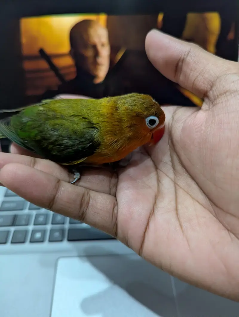 tame baby — photo 3