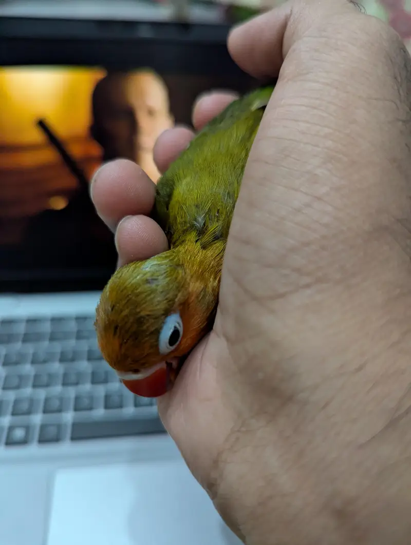 tame baby — photo 4