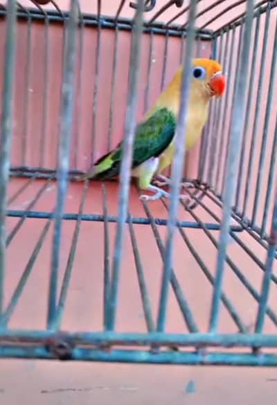 Love bird