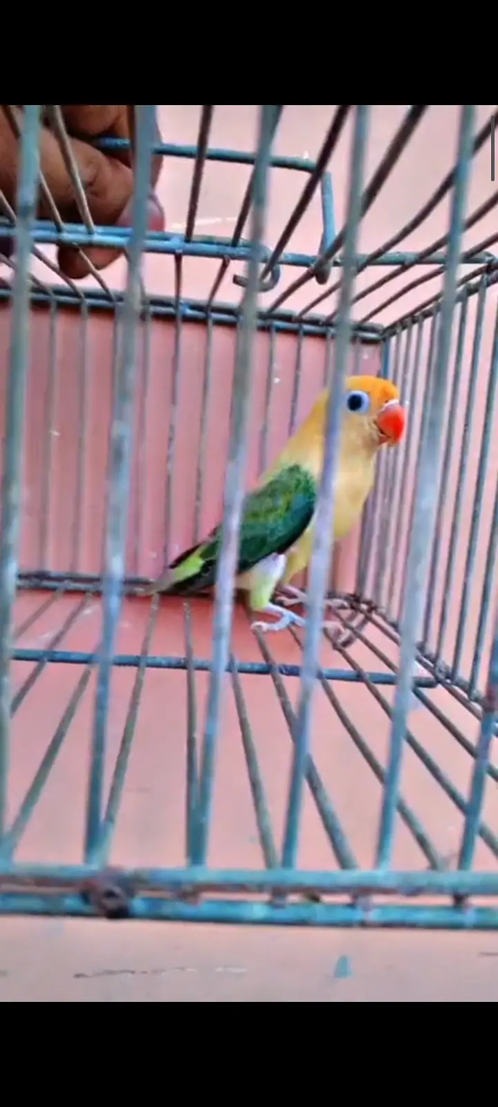Love bird — photo 2