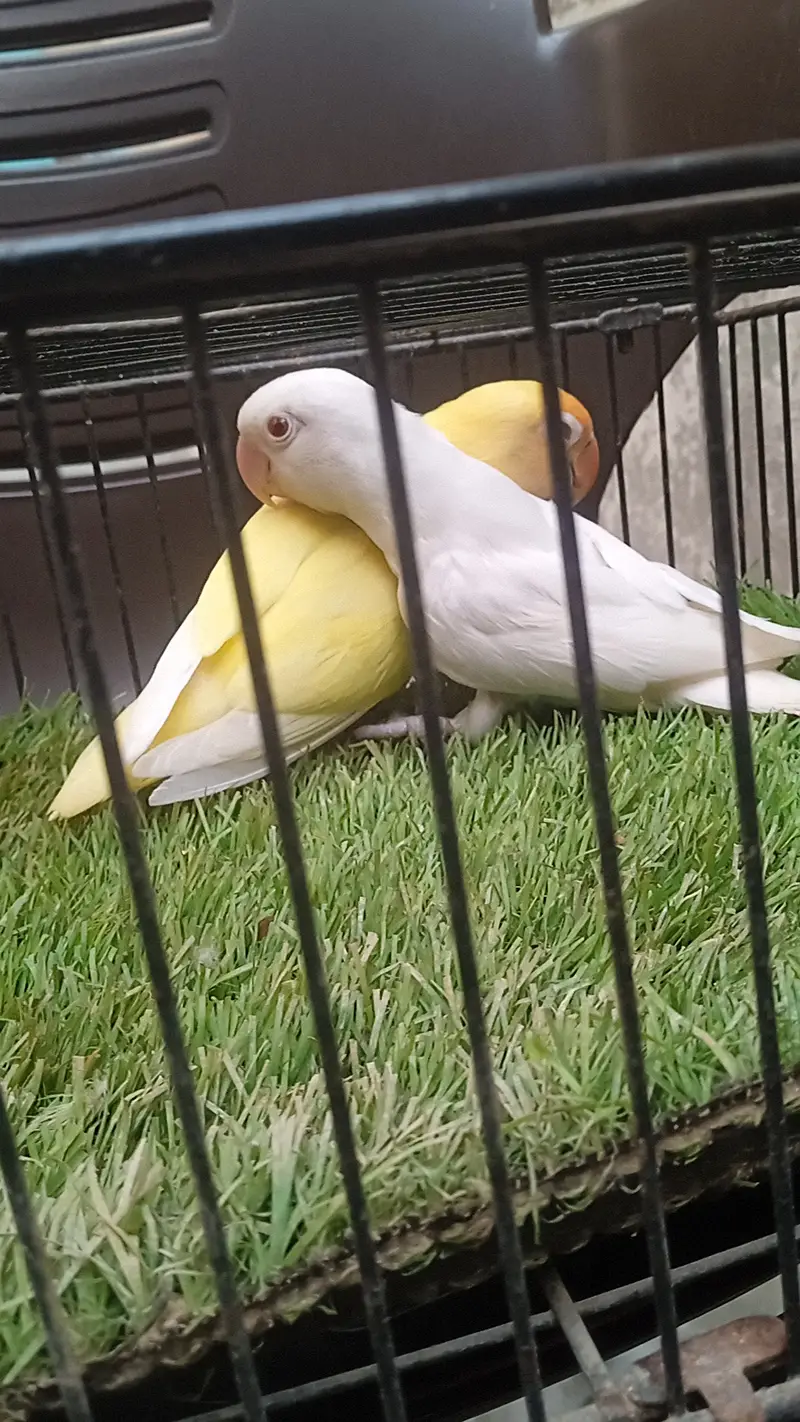 Love bird — photo 3