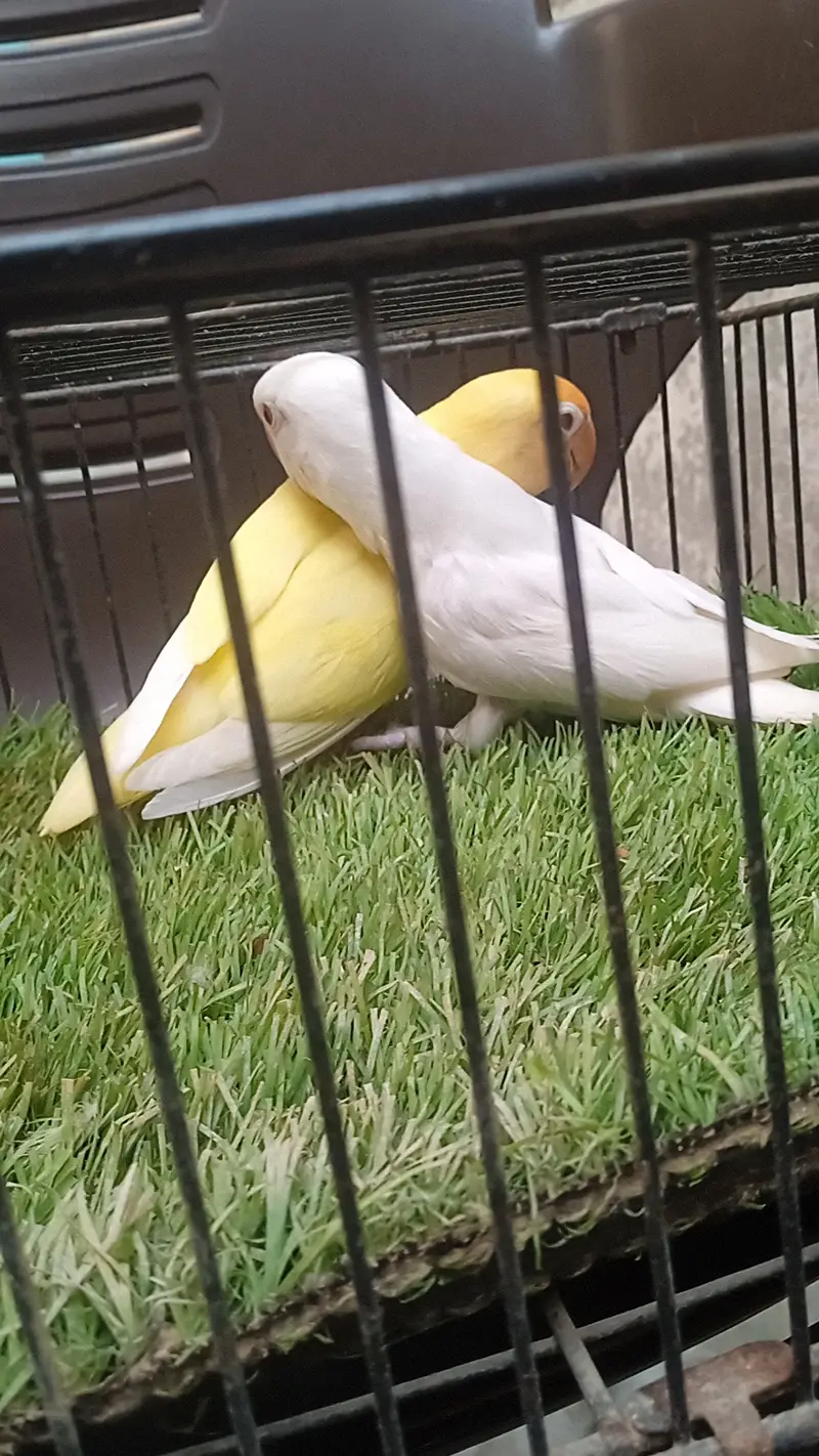 Love bird — photo 4