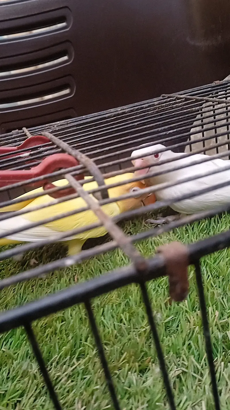 Love bird — photo 5