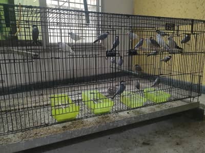 Java and  Bengalese Finches