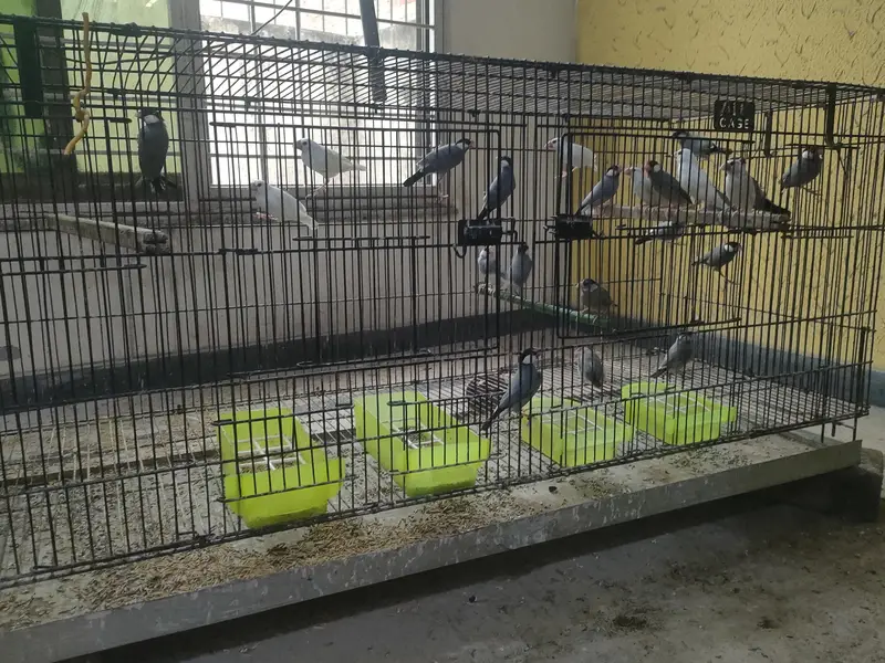 Java and  Bengalese Finches