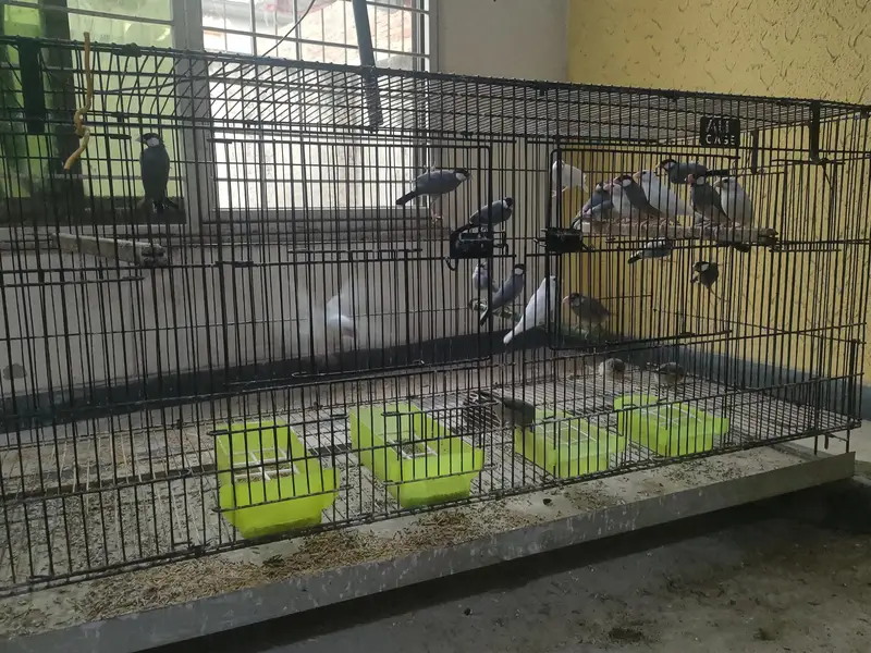 Java and  Bengalese Finches — photo 2