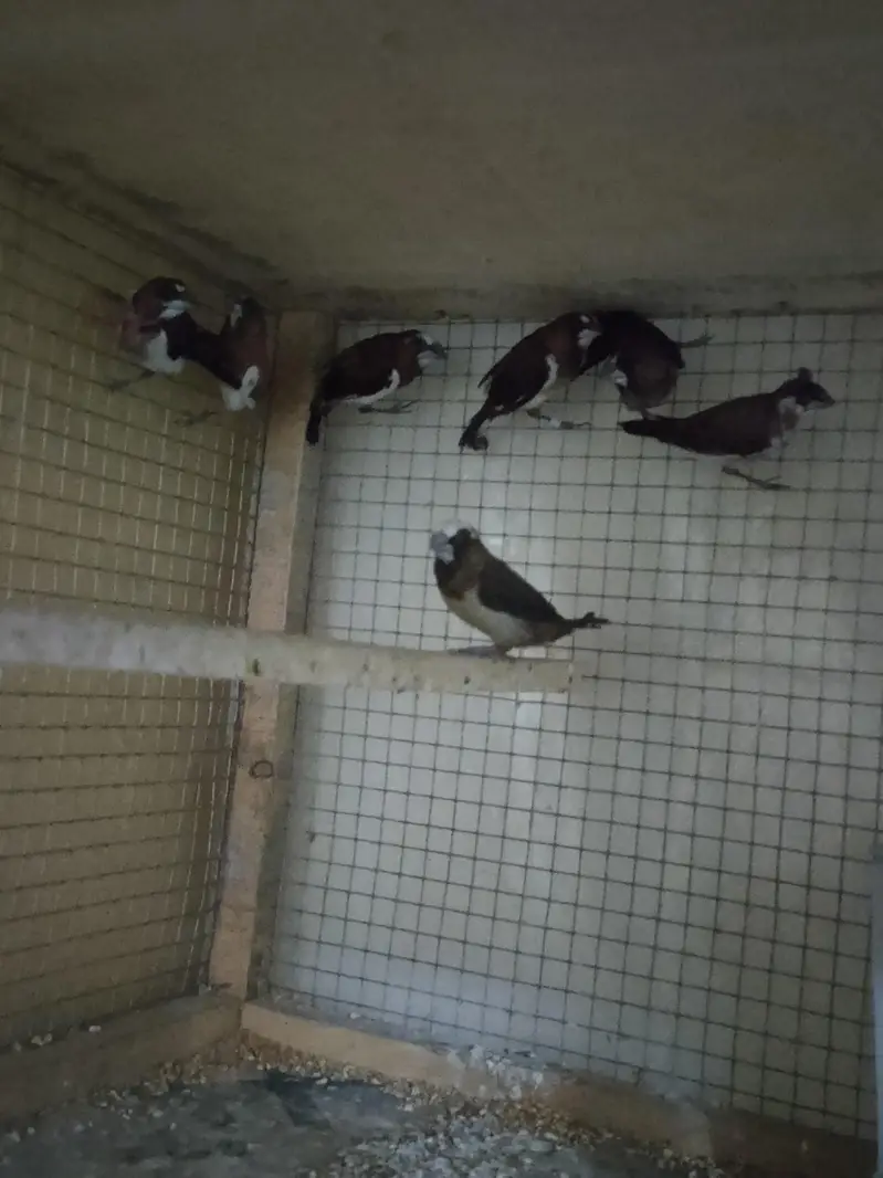 Java and  Bengalese Finches — photo 3