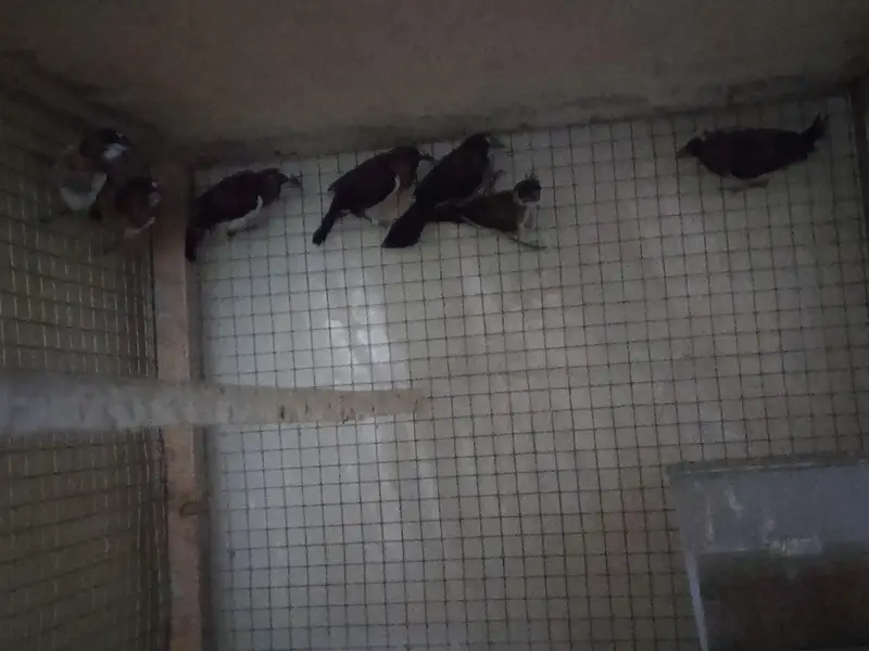 Java and  Bengalese Finches — photo 5