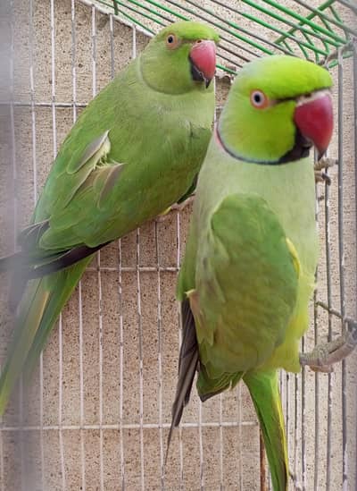 ringneck breader pair