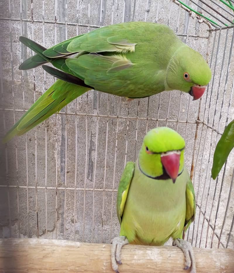 ringneck breader pair 1