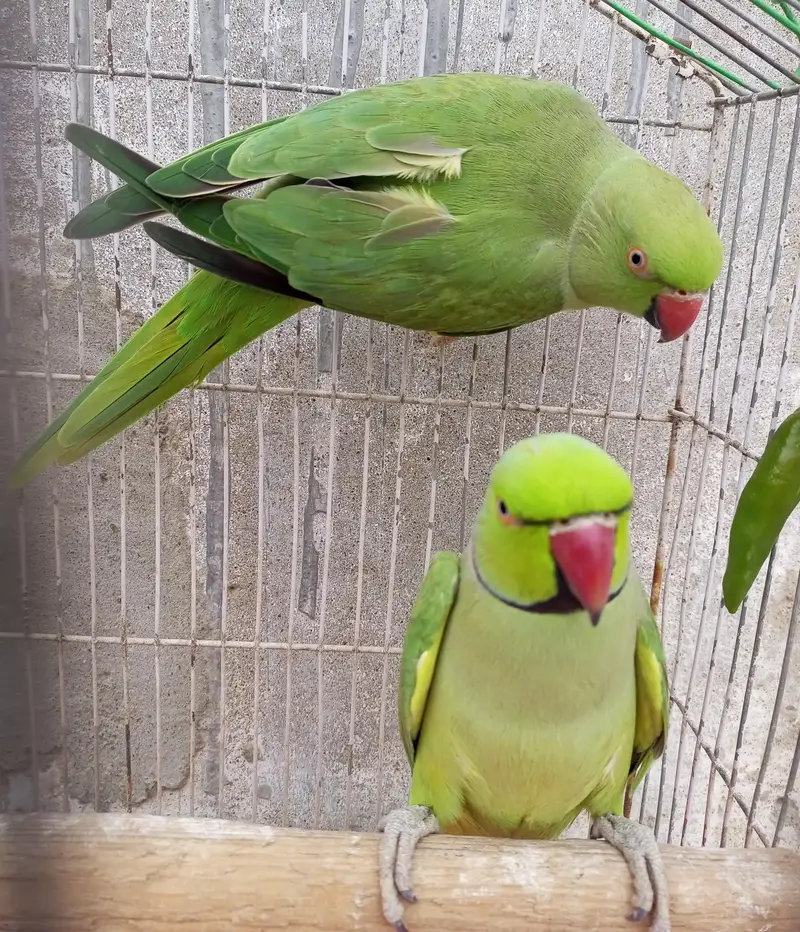 ringneck breader pair — photo 2