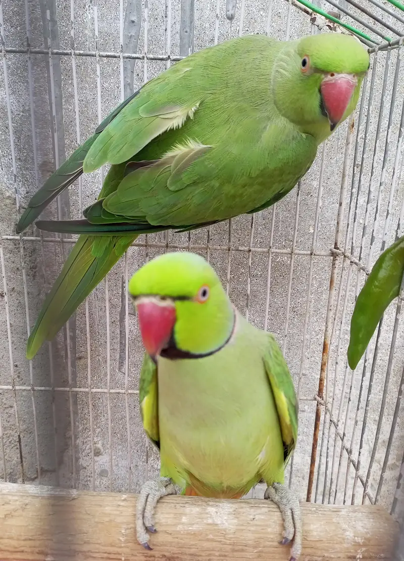 ringneck breader pair — photo 3