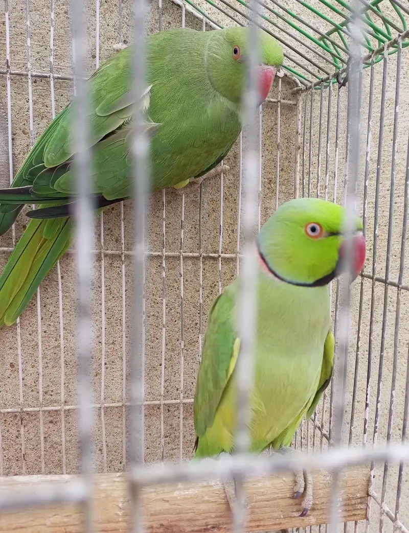 ringneck breader pair — photo 4