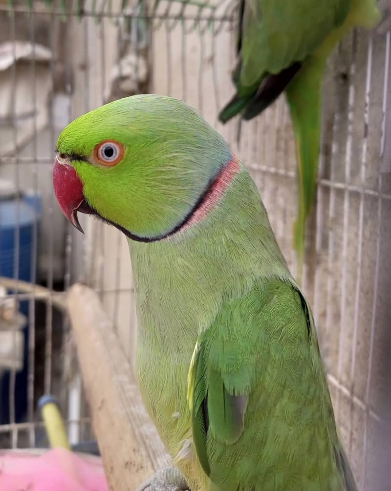 ringneck breader pair 4