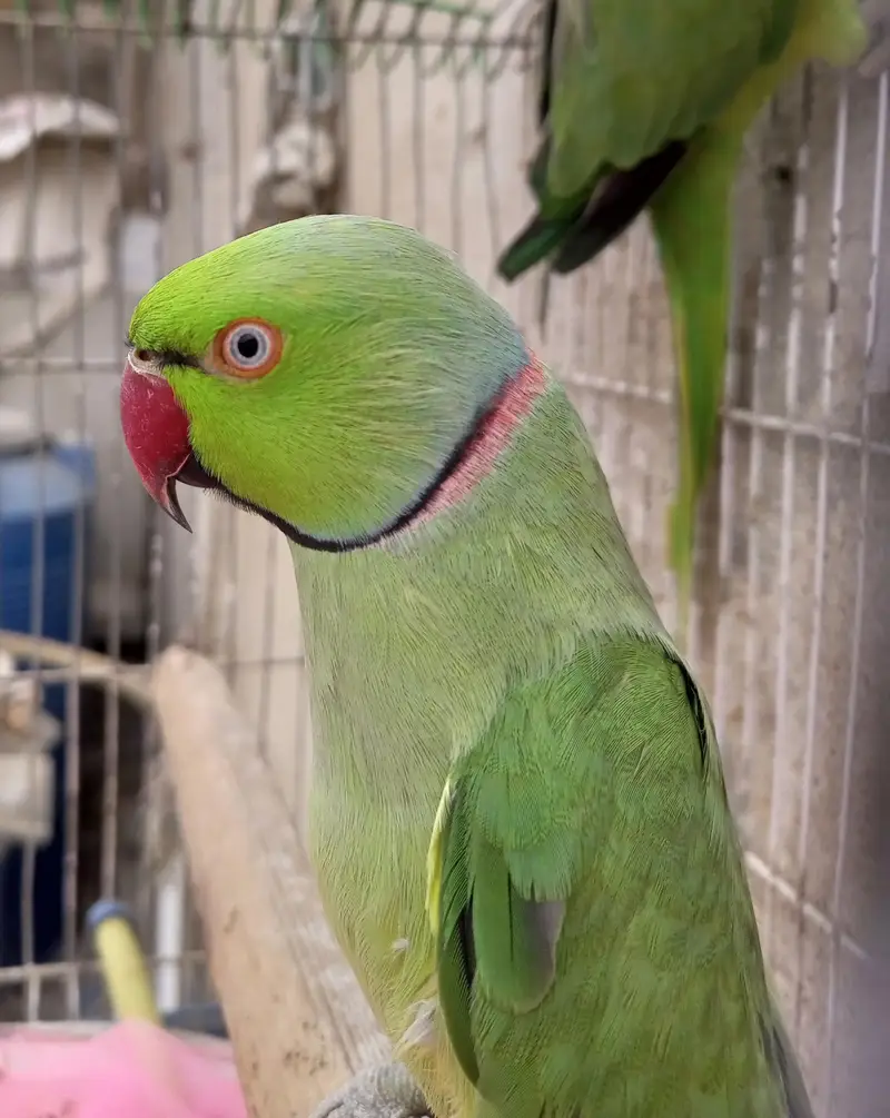 ringneck breader pair — photo 5