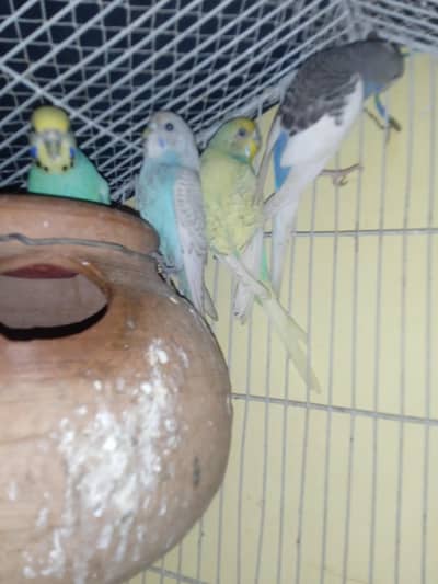 2 pairs breeder pair vip color