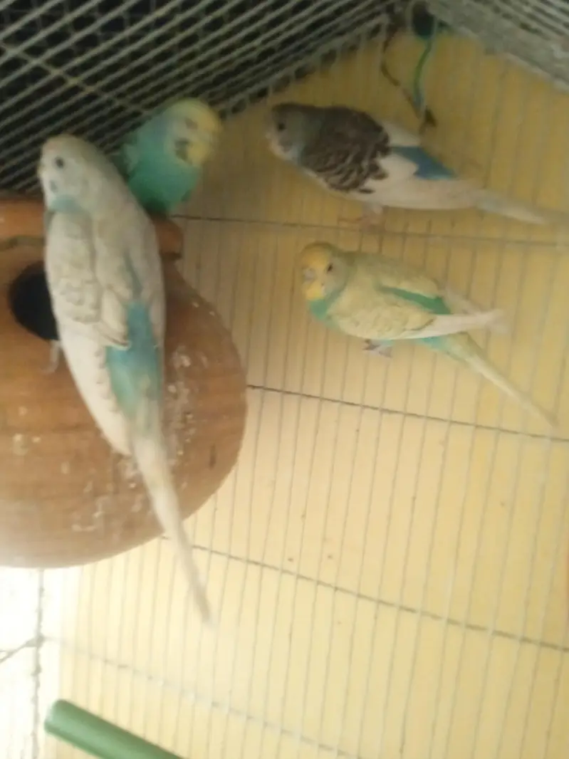 2 pairs breeder pair vip color — photo 2