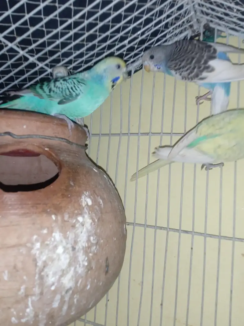 2 pairs breeder pair vip color — photo 3