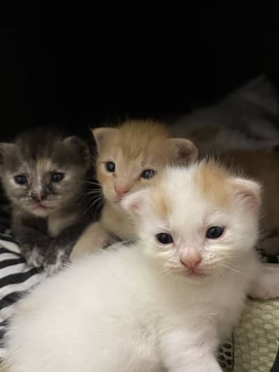 CAT FOR SALE