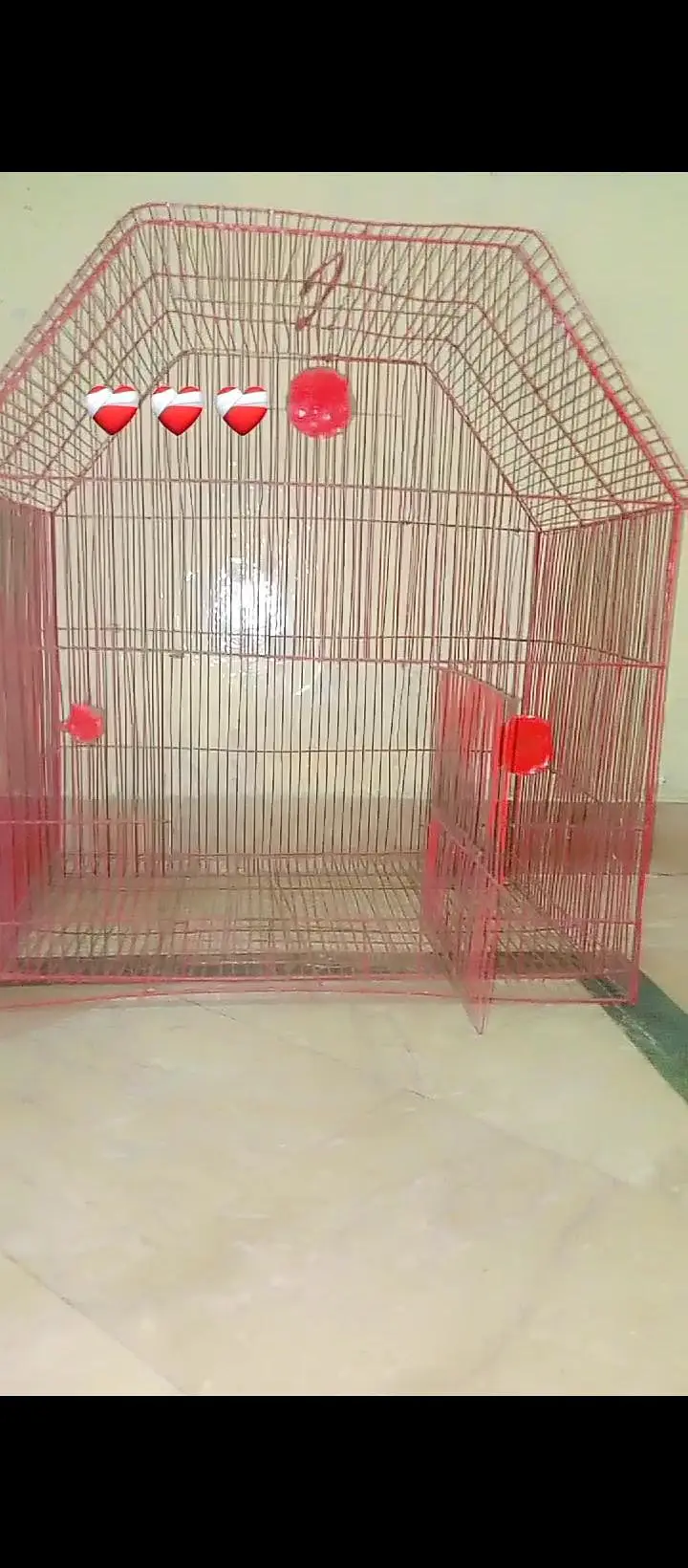 cage and different parrot available hai — photo 3