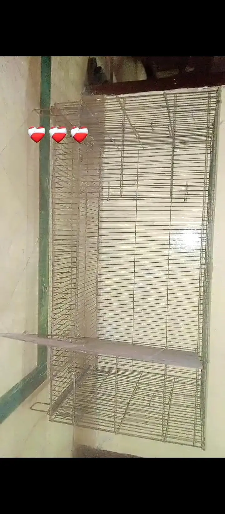 cage and different parrot available hai — photo 4