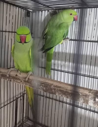 ringneck pair