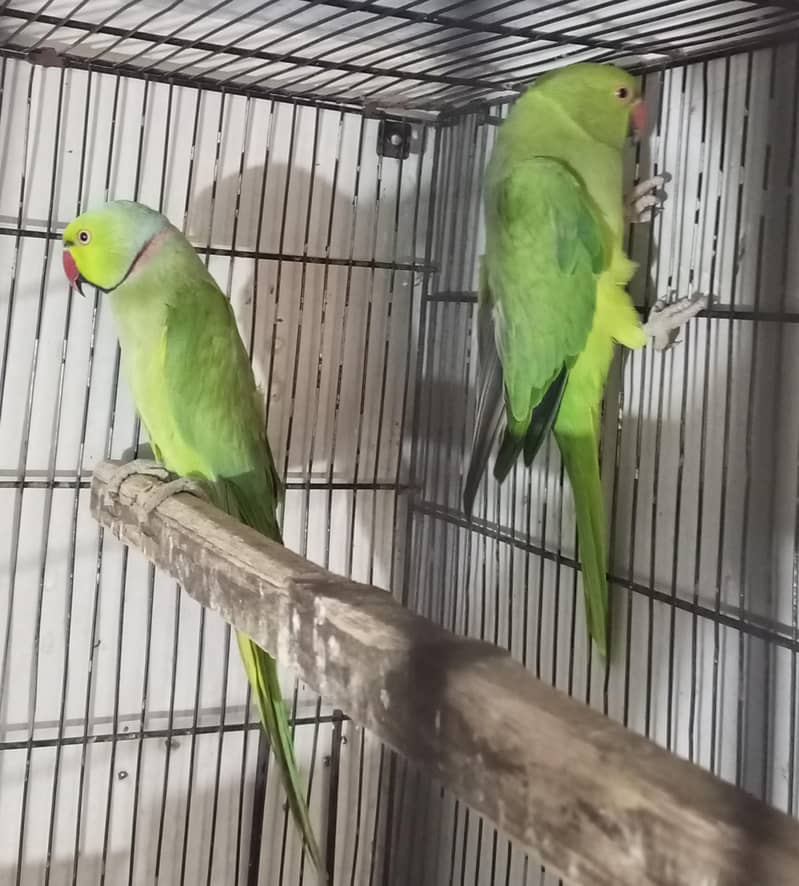 ringneck pair 1