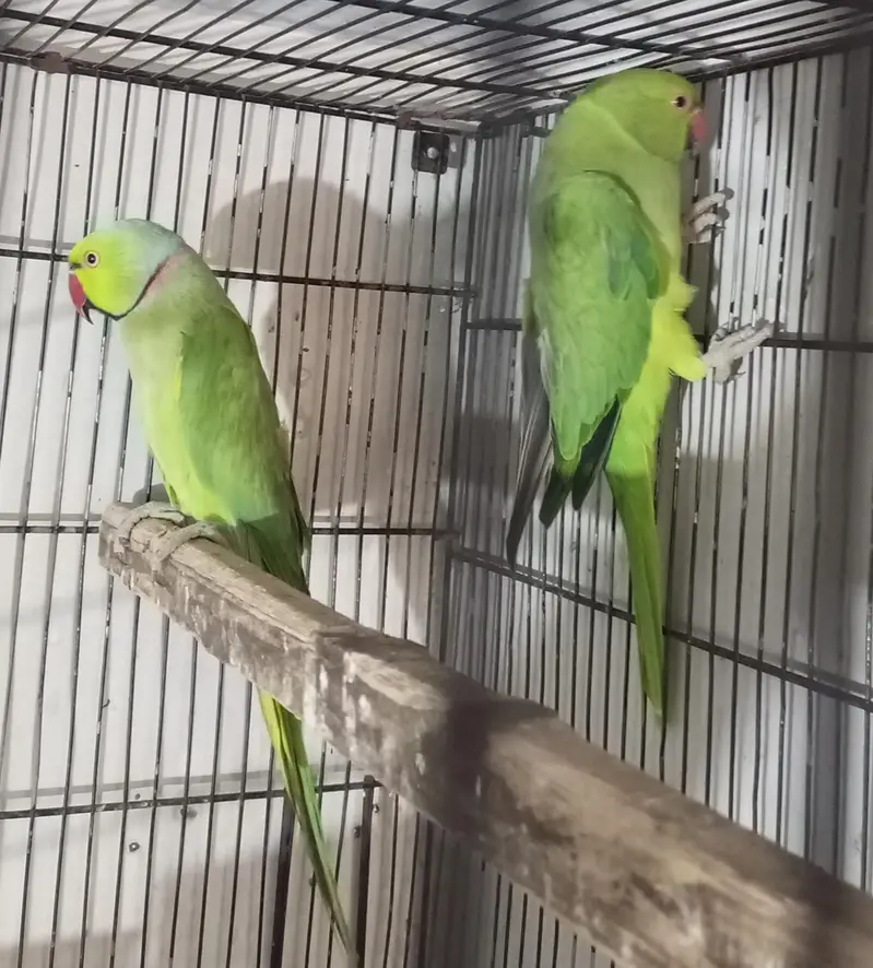ringneck pair — photo 2